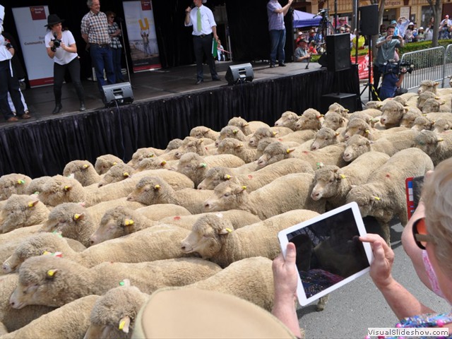 "Running" of the sheep??...