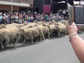 ...the sheep are running, sort of...