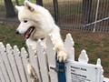 Ghost testing out the Doggie Run