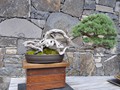 ...even Bonsai...